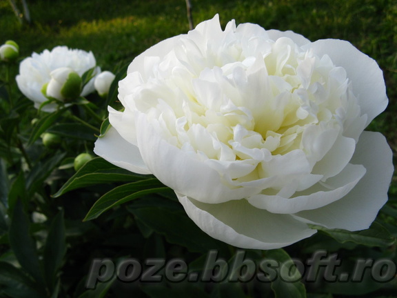 Floare bujor alb - macro