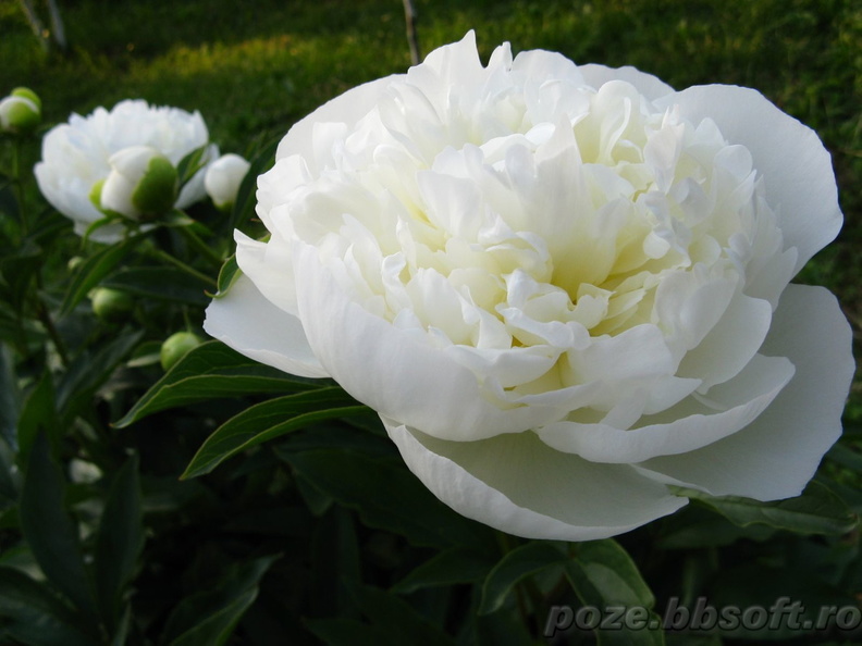 floare-bujor-alb-macro.jpg