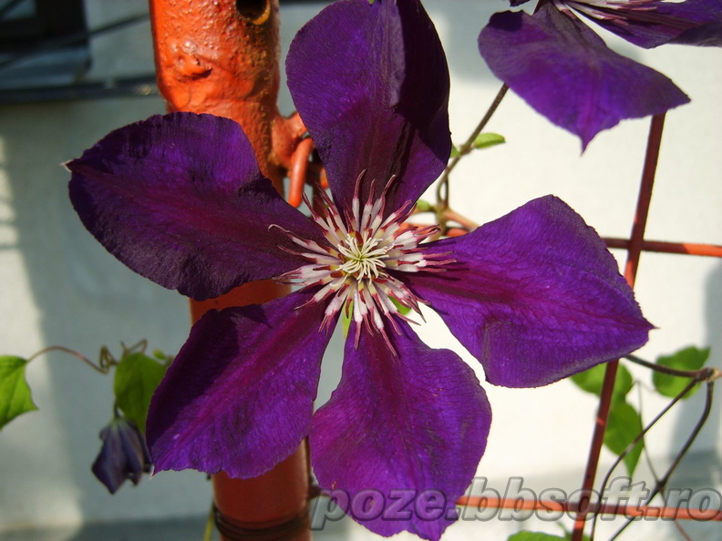 floare-clematis-mare-violet.jpg