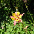 Floare cu cupe galben - roz