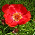 Floare de piatra rosie