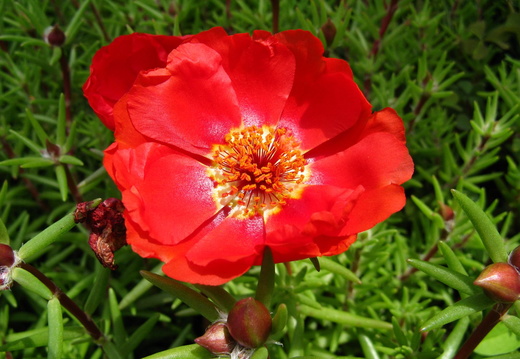 Floare de piatra rosie