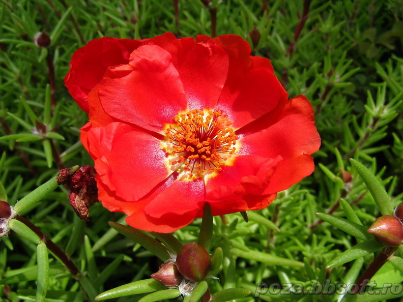 floare-de-piatra-rosie.jpg