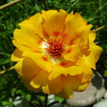 floare-galbena-mare.JPG