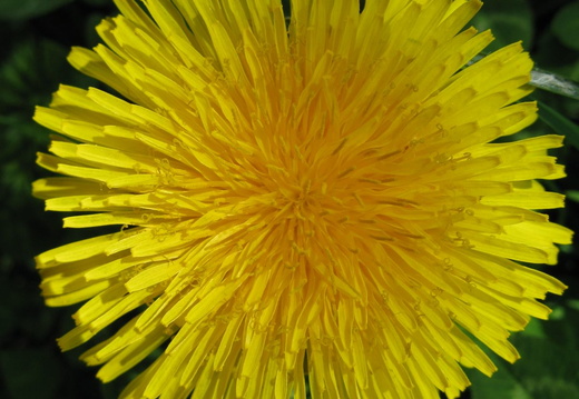 imagine galbenă la vedere