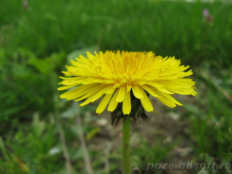 floare-galbena-papadie-vedere-laterala.jpg
