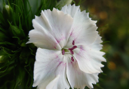 Floare garofita alba - macro