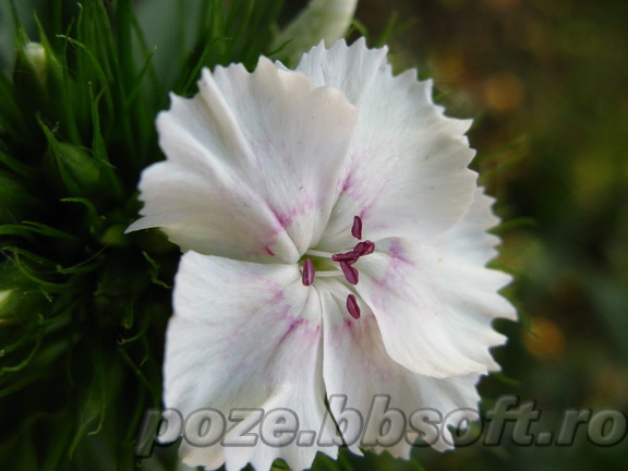 Floare garofita alba - macro