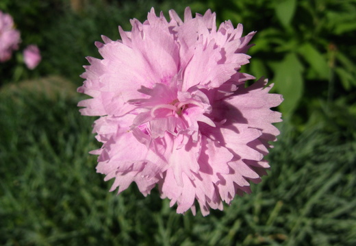 Floare garofita mov - macro
