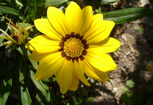 Floare gazanie galbena - macro
