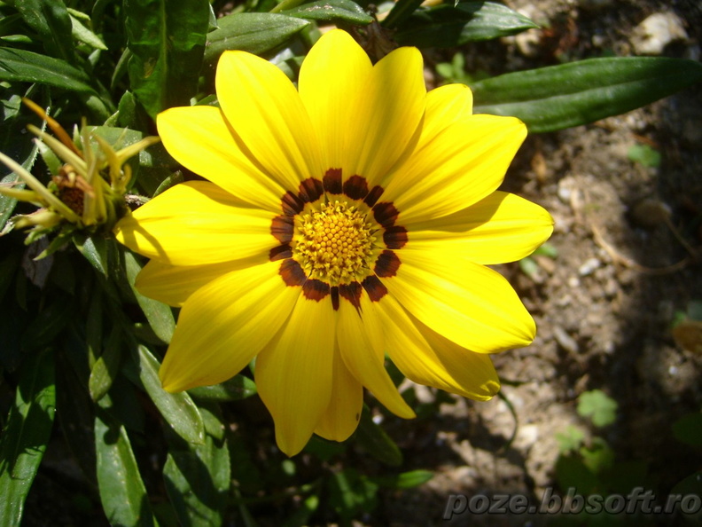 floare-gazanie-galbena-macro.jpg