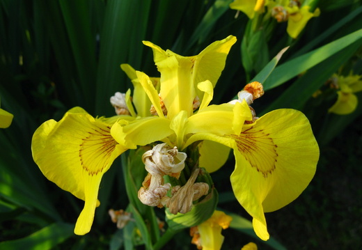 Floare iris galben