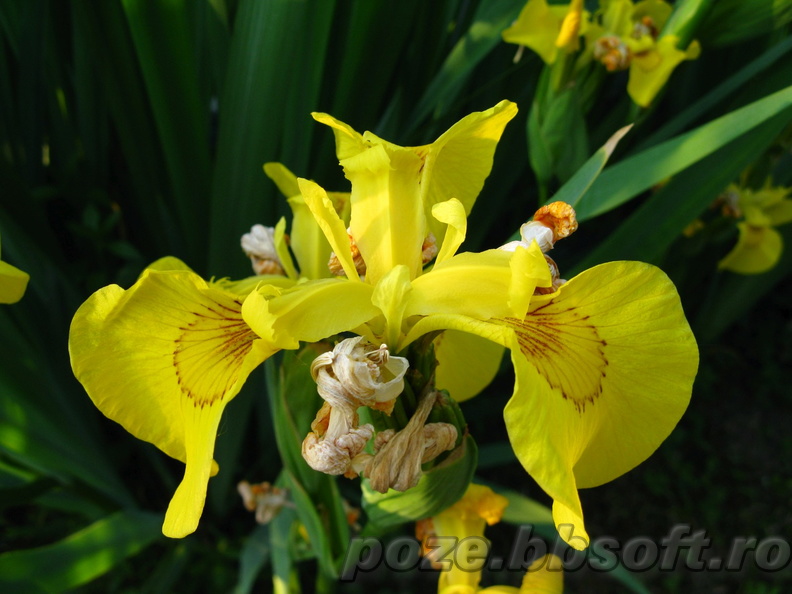 floare-iris-galben.jpg