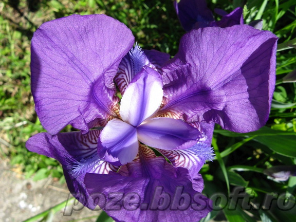 Floare iris mov deschis sus