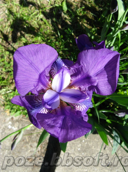 floare-iris-mov-deschis-sus.JPG