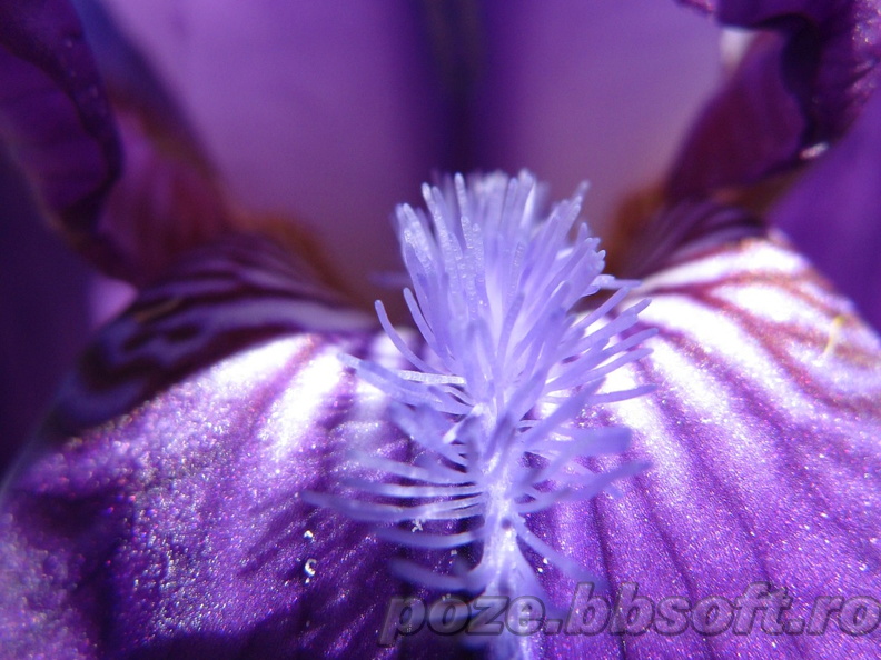 Floare iris mov macro interior