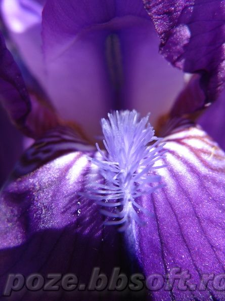 floare-iris-mov-macro-interior.JPG
