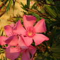 Floare leandru - Thassos