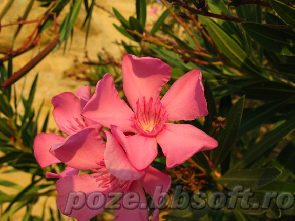 Floare leandru - Thassos