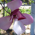 Floare magnolie de aproape