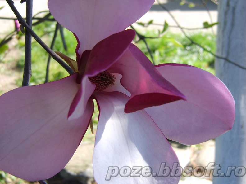 Floare magnolie de aproape