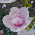 Floare magnolie inchisa de aproape