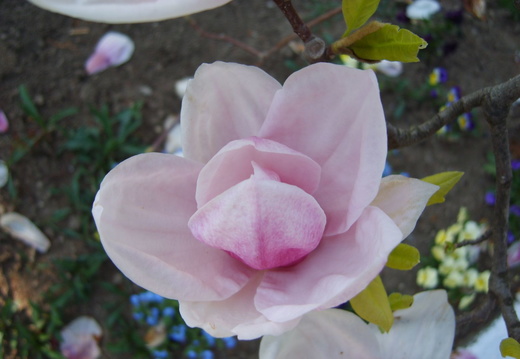 Floare magnolie inchisa de aproape
