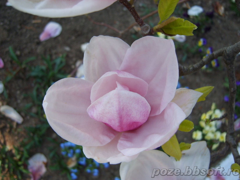 floare-magnolie-inchisa-de-aproape.jpg