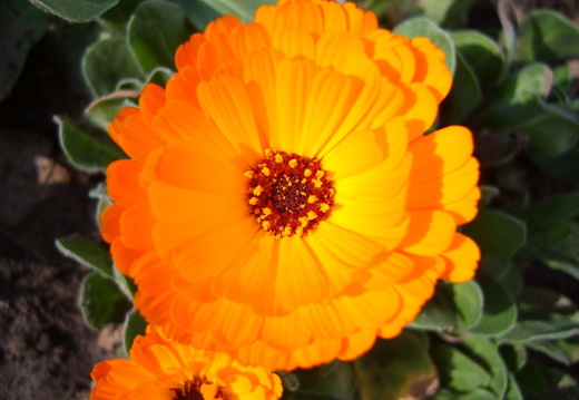 Floare portocalie - macro