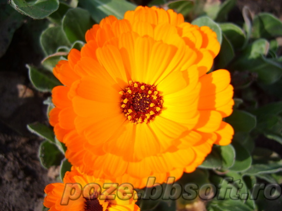 Floare portocalie - macro
