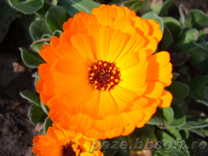 floare-portocalie-macro.jpg