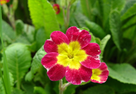 Floare primola -primula - macro