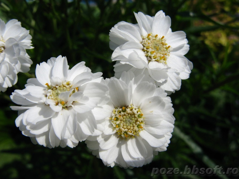 flori-albe.jpg