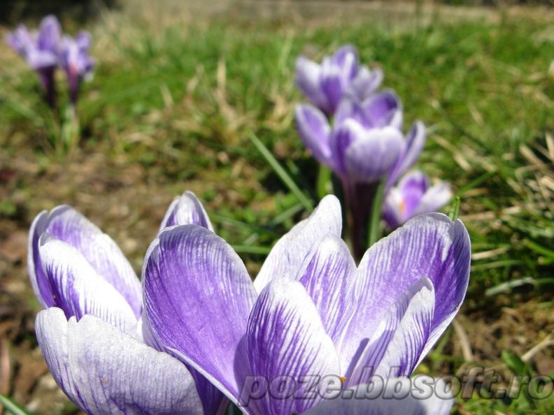 Flori brebenei - crocus - alba - mov - efect