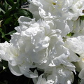 Flori bujor alb - macro