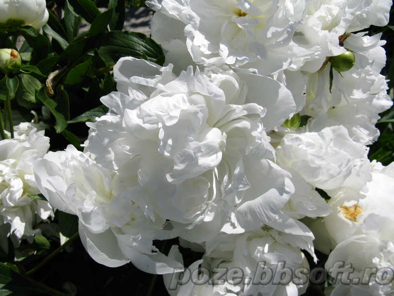 Flori bujor alb - macro