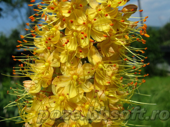 Flori galbene pe bat - macro