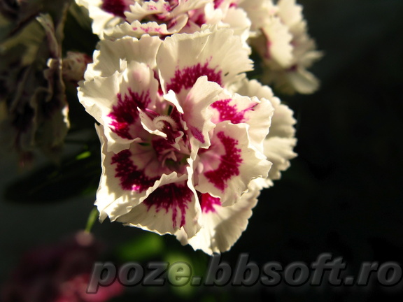 Flori garifita alba cu rosu macro