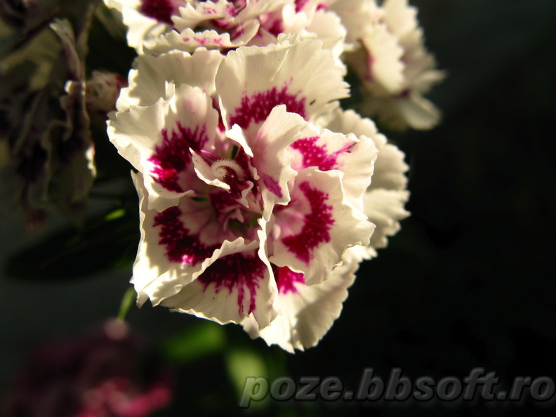 flori-garifita-alb-cu-rosu-macro.JPG