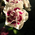 flori-garifita-alb-cu-rosu-macro.JPG