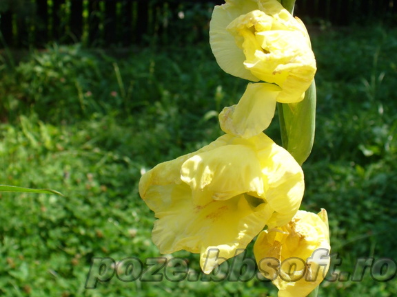 Flori gladiole galbene