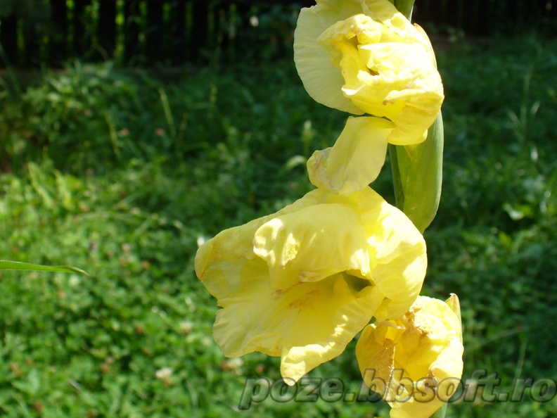 Flori gladiole galbene