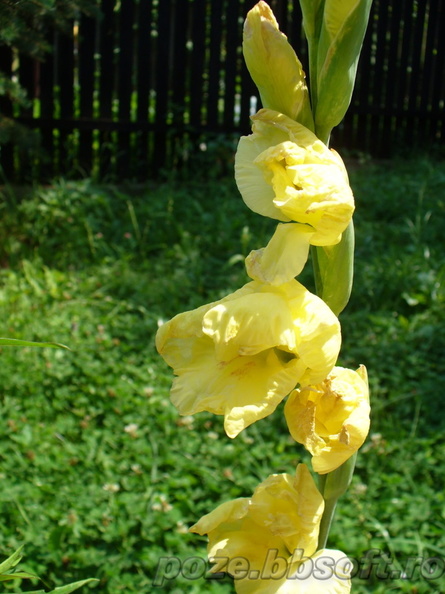 flori-gladiole-galbene.jpg