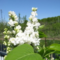 Flori liliac - alb 2