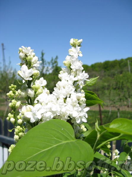 flori-liliac-alb-2.jpg