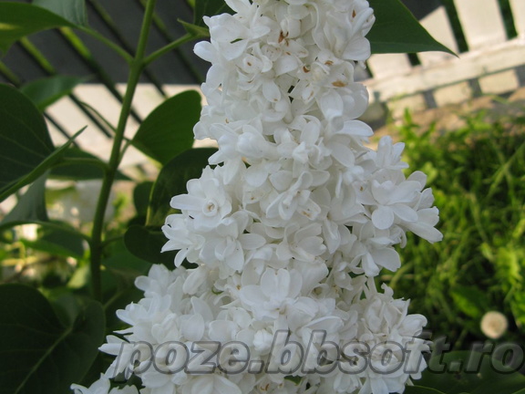 Flori liliac - alb 5