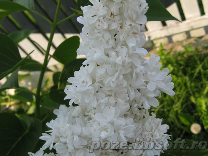 Flori liliac - alb 5