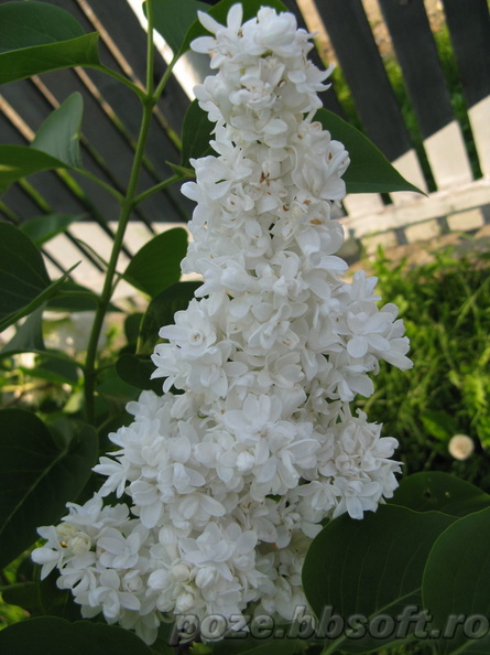 flori-liliac-alb-5.jpg