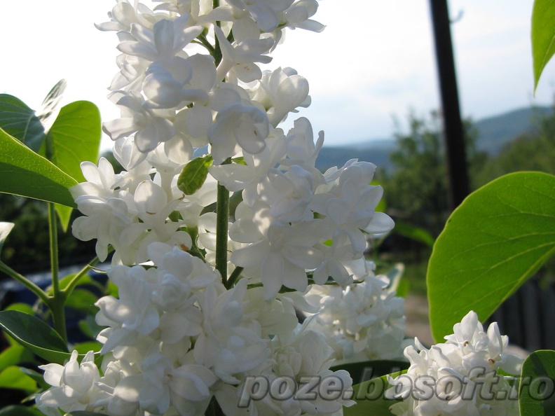Flori liliac - alb 6