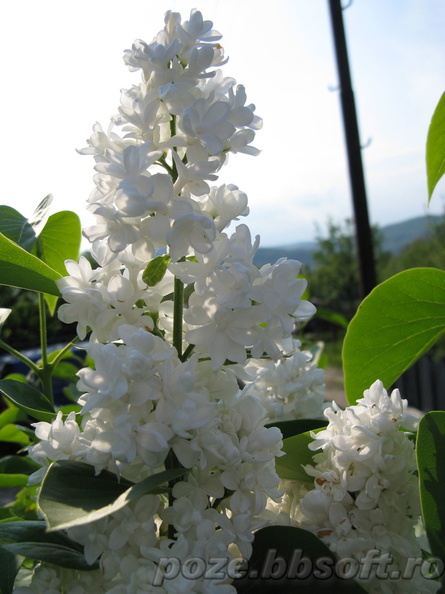 flori-liliac-alb-6.jpg